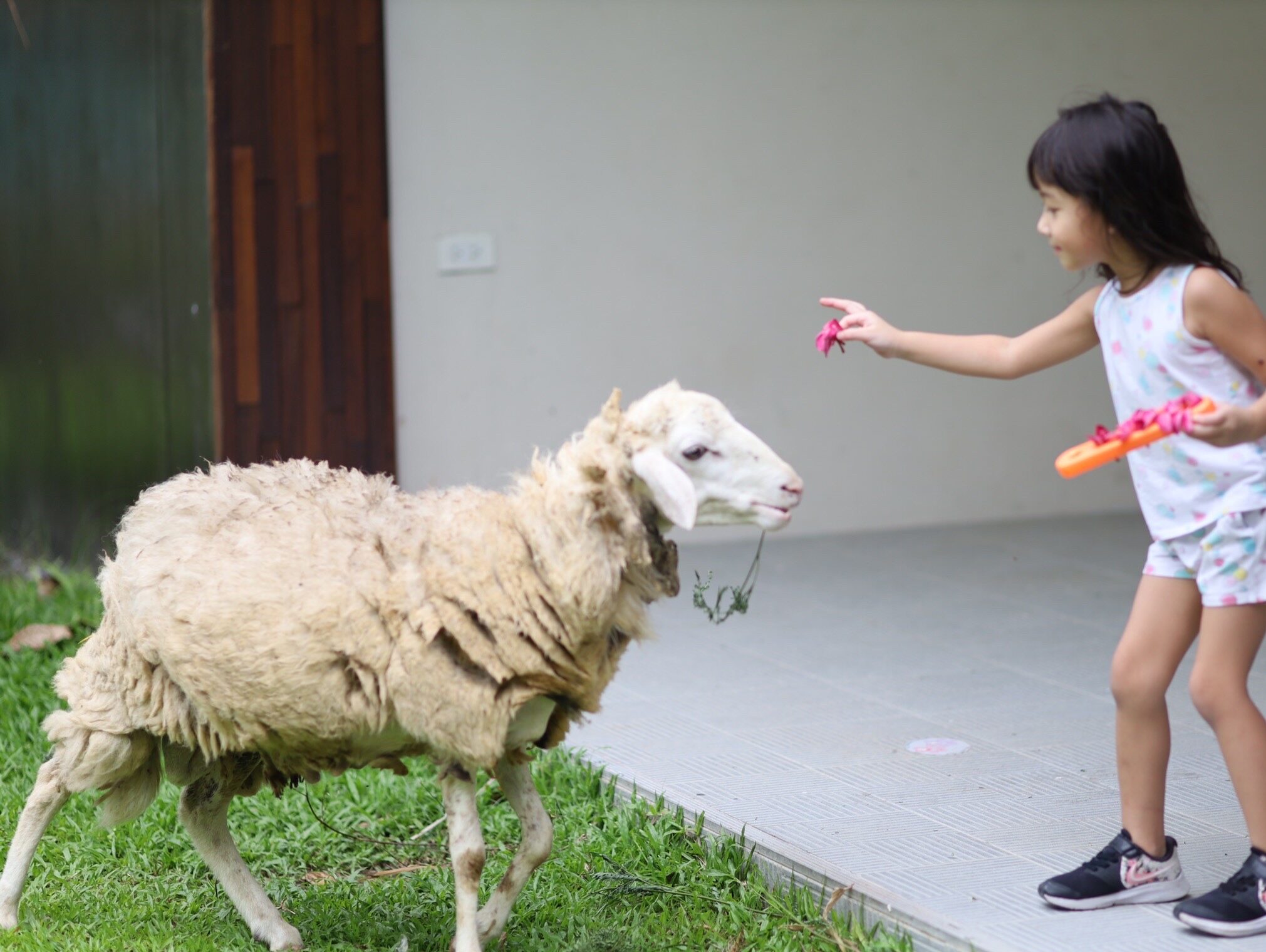 Kid_Anima